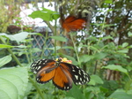 FZ007478 Black white and orange butterflies.jpg